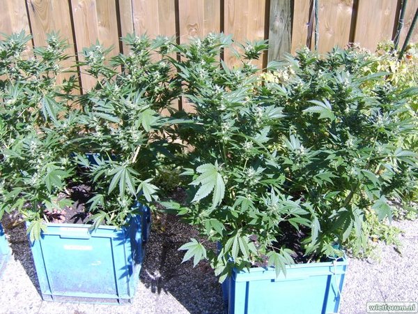 weed grow - 287.jpg