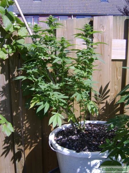 weed grow - 298.jpg
