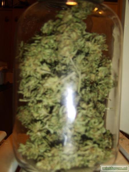 weed grow - 451.jpg