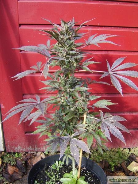 weed grow - 461.jpg