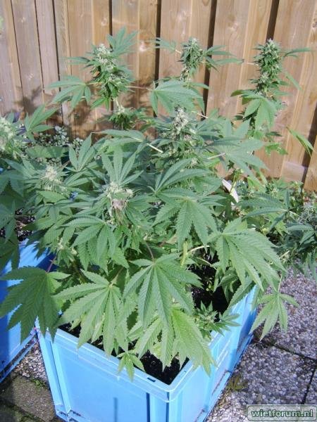 weed grow - 458.jpg