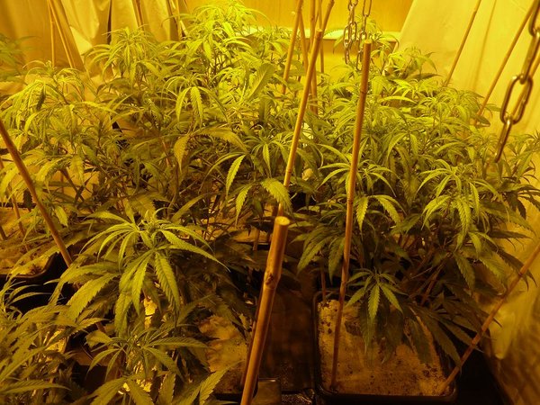 4 X Amnees Onder 1200 Watt (Autopot Xl Systeem)