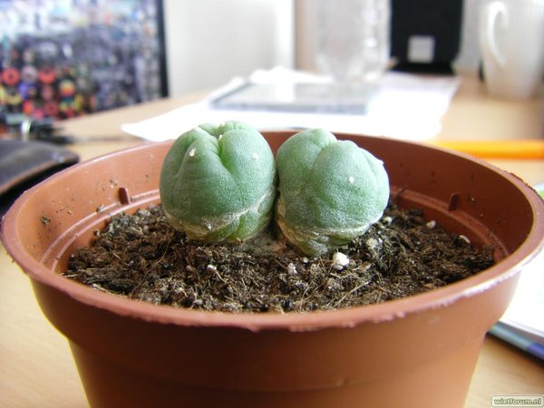 Peyote Groeit