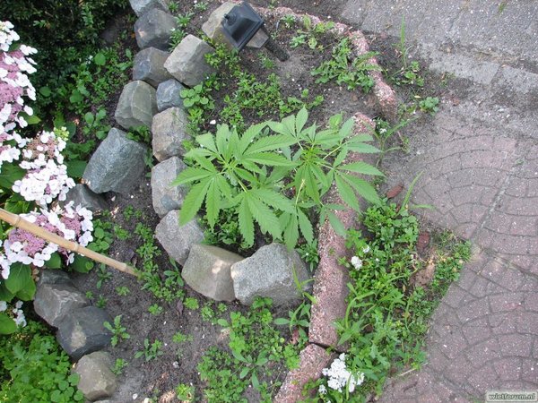 plantjes in de voortuin