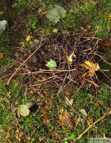 2007-1-10-pigeonnest.jpg