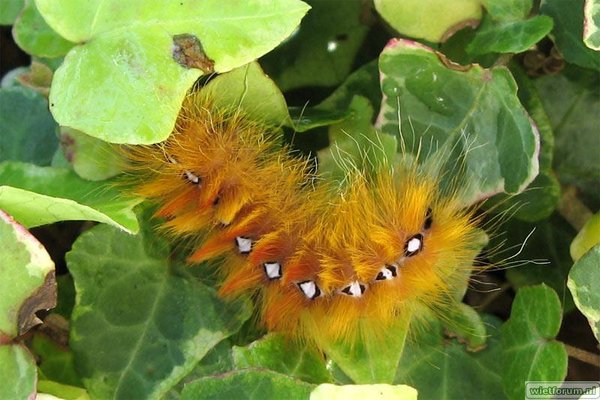 2007-22-9-caterpillar.jpg