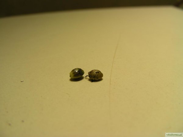 seeds 012.JPG