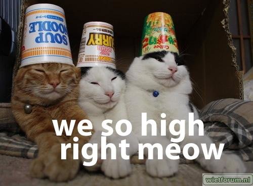 We So High Right Meow.jpg