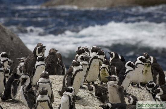 090713_112339_remote_pinguins.jpg