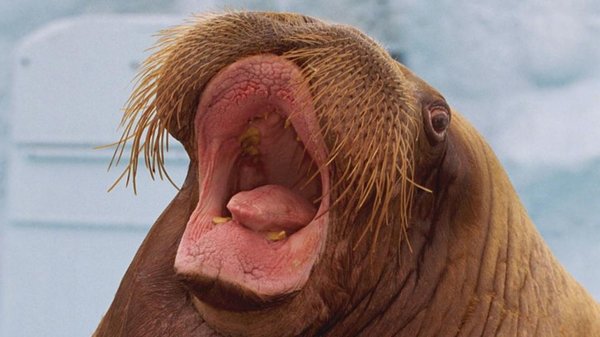walrus igor overlijdt In dolfinarium