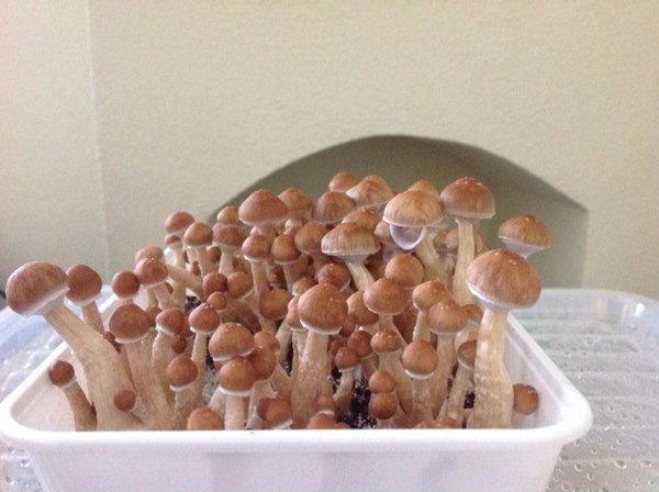 Champignons