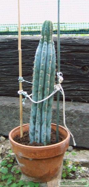 Cactusken2-11--kl.JPG