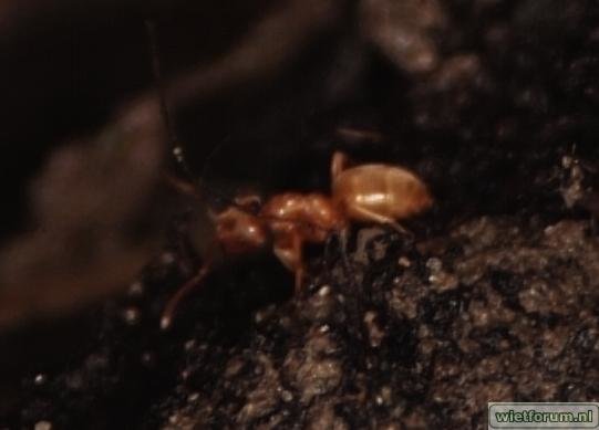 ants2.jpg