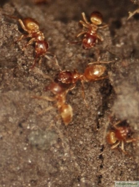 ants1.jpg