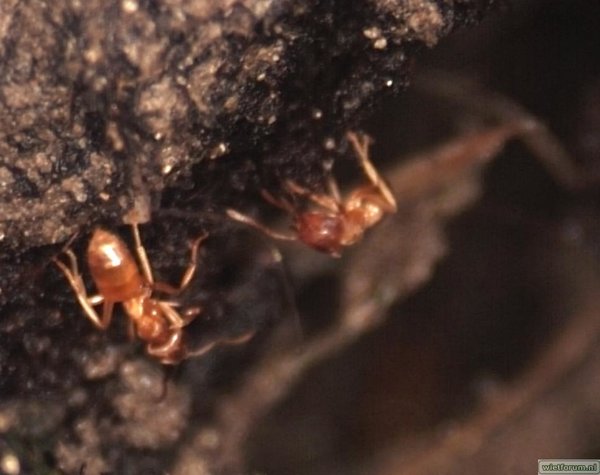 ants3.jpg