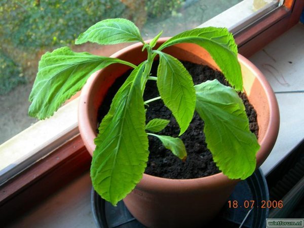 Salvia Divinorum