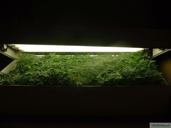 M'n pre-grow box .