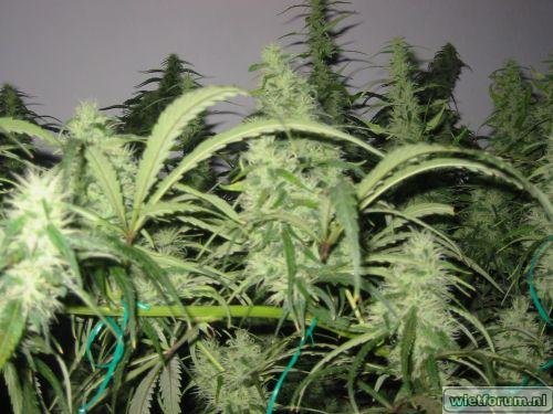 A5_Diesel_week 7 bloei_7.jpg