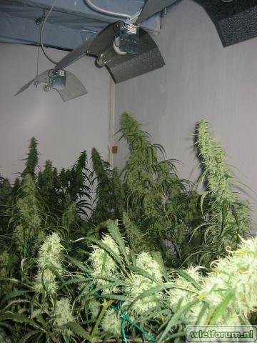 A5_Diesel_week 7 bloei_2.jpg