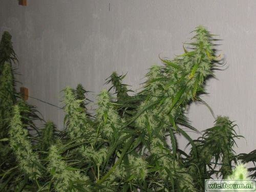 A5_Diesel_week 7 bloei_9.jpg