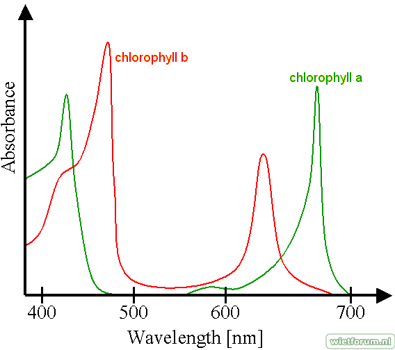 Absorbtie spectrum chlorophyl a en b