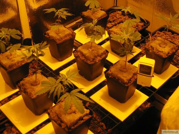 AS Grow hydro jan 2007