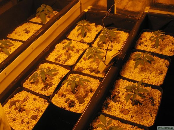 AS Grow hydro april 2007