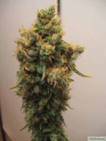 AS Grow Test Anna -224-.jpg