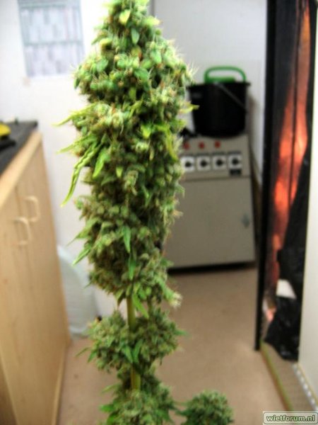 AS Grow Test Anna -215-.jpg