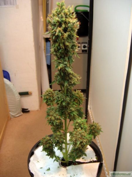 AS Grow Test Anna -222-.jpg