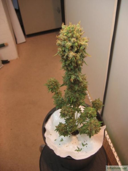 AS Grow Test Anna -223-.jpg