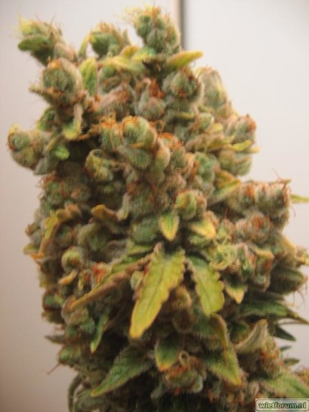 AS Grow Test Anna -225-.jpg