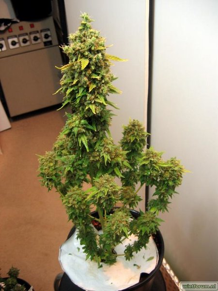 AS Grow Test Anna -218-.jpg