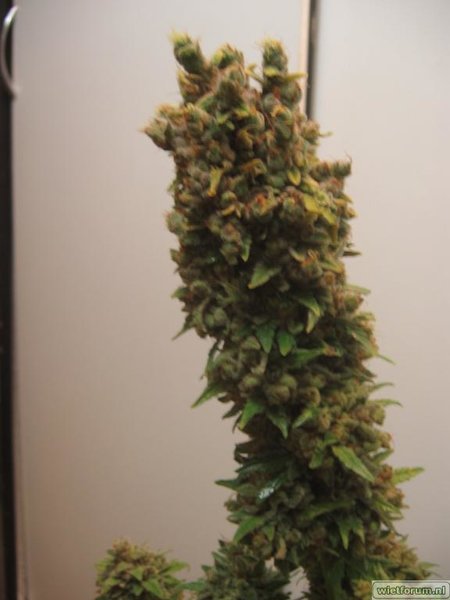 AS Grow Test Anna -220-.jpg