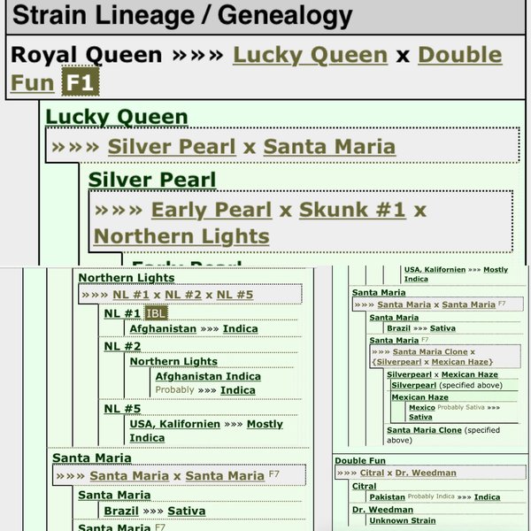 Royal Queen lineage