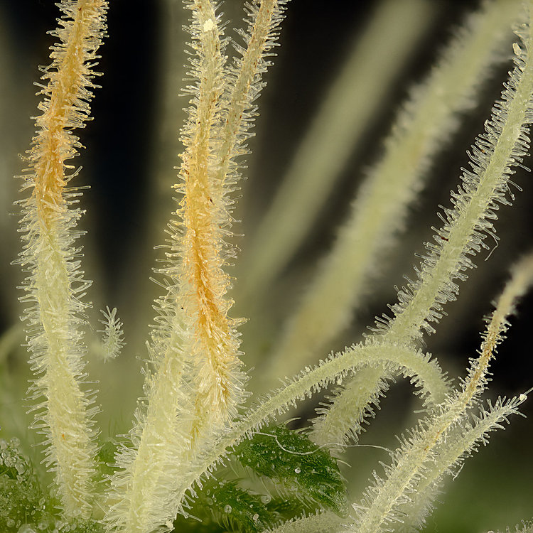 pollinated cannabis pistil from madkush