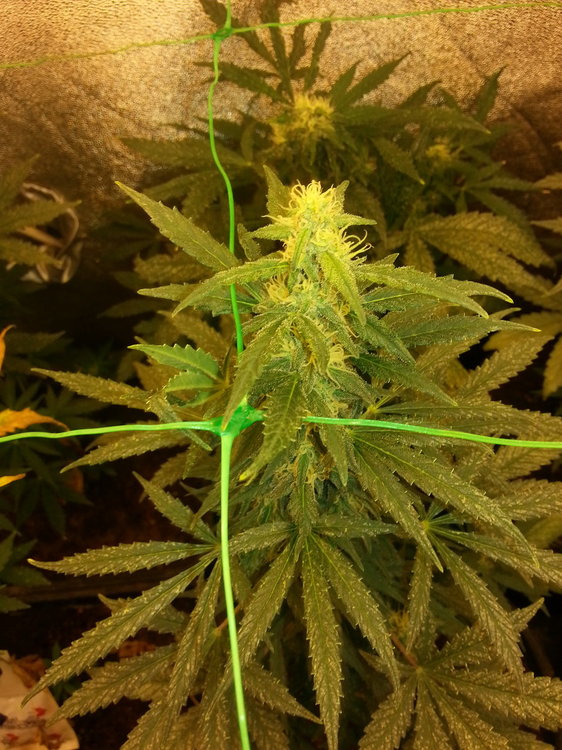 Auto Candy Haze F-2 2.jpg