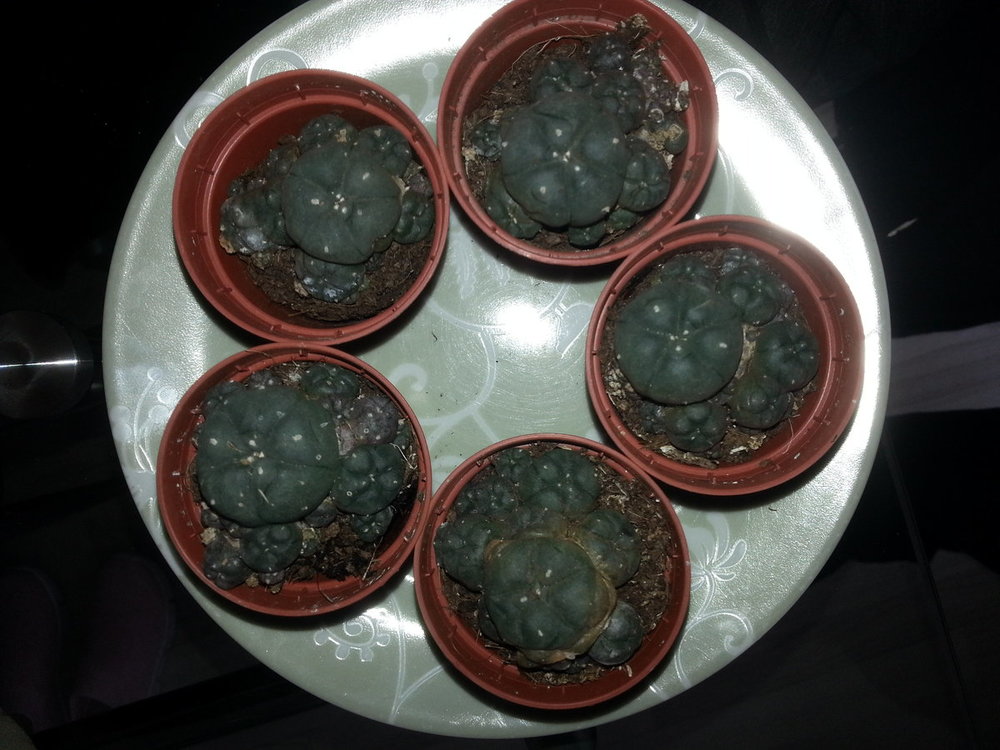 Lophophora williamsii , 5 potjes met cluster.jpg