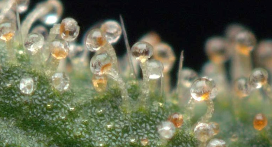 ambertrichomes.png.413d99343f1d06d59b916731a40c16bf.png