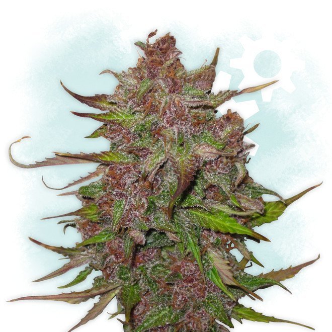 auto-purple-couskush-feminized.jpg.69ae0f6410de31b734cbd4e88a56cdef.jpg