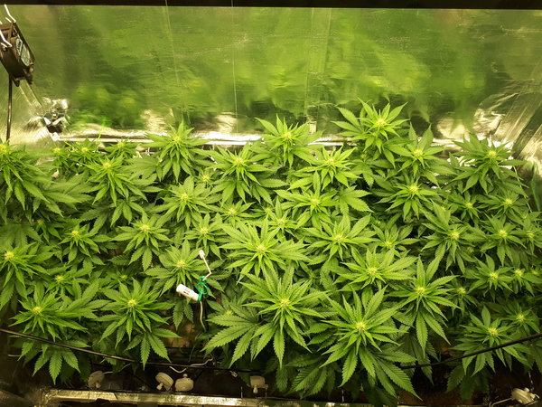 bloeidag 21 before defoliation.jpg