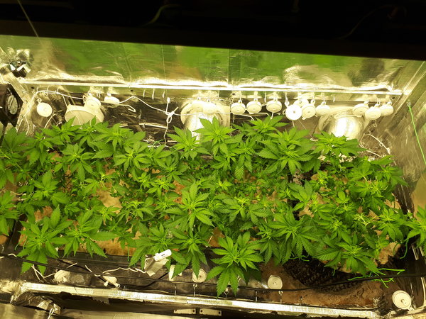 bloeidag 7 after defoliation.jpg