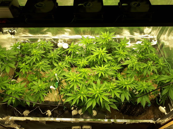 bloeidag 14 after defoliation (1).jpg