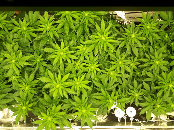 bloeidag 14 before defoliation (2).jpg