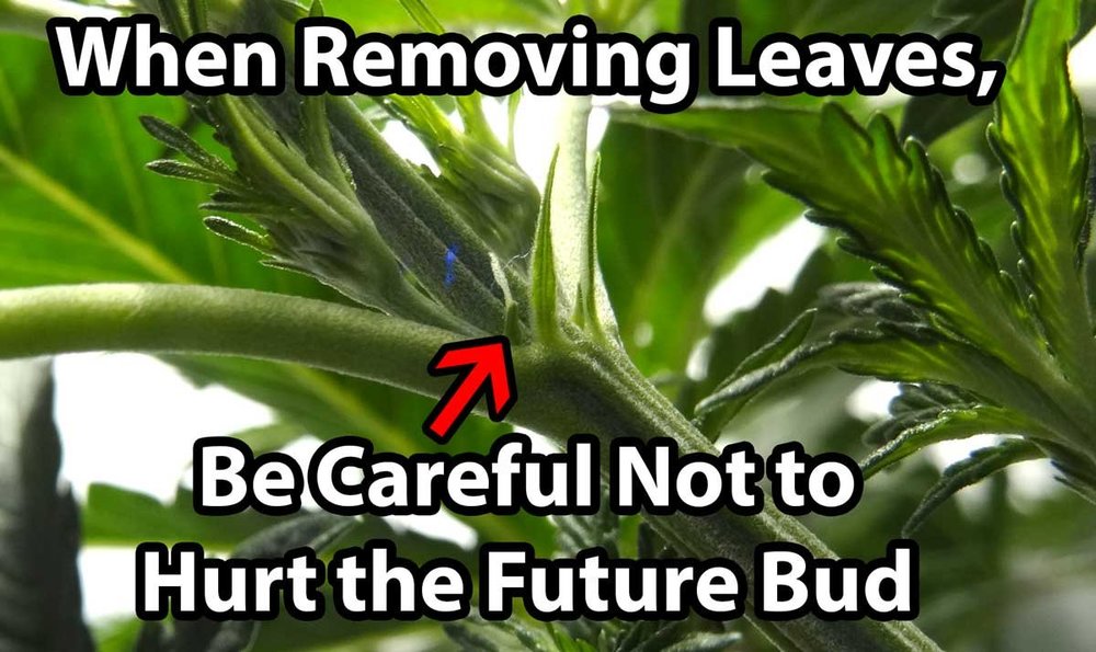 be-careful-not-to-hurt-future-buds-when-defoliating.thumb.jpg.265477eeceb72fa12c3539f9309eb391.jpg