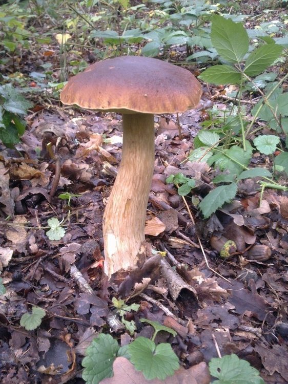 mushroom52.thumb.jpg.91ac33d86d8eef8a0ba108b8efc2c811.jpg