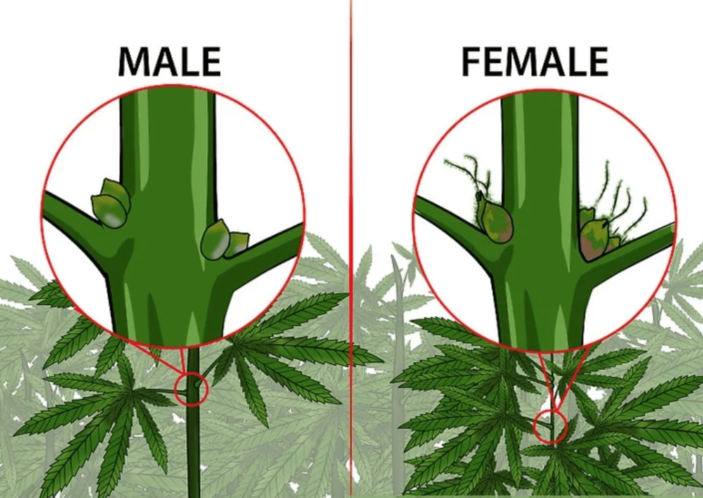male-female-marijuana-plants.png