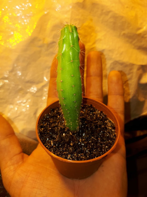 Trichocereus pachanoi zaailing 1.jpg